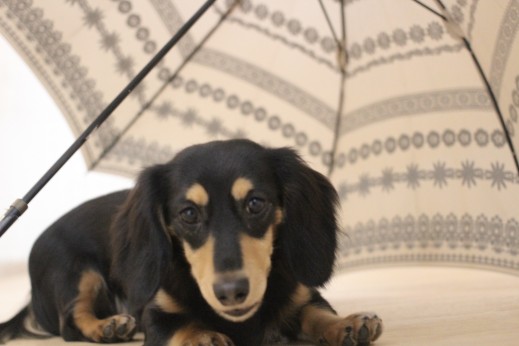 ミニチュアダックスフンド　　犬の保育園　　バウビー　しつけ　　トレーニング　　傘　物慣れ　パピー　フセ