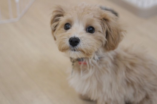マルチーズ　トイプードル　犬の保育園　バウビー　しつけ　　トレーニング　新入生　人馴れ　環境慣れ