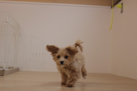 マルチーズ　トイプードル　犬の保育園　　バウビー　しつけ　　トレーニング　新入生　人慣れ　環境慣れ