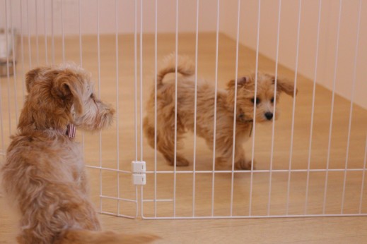 ワイヤーヘアードミニチュアダックスフンド　　犬の保育園　バウビー　しつけ　　トレーニング　マルチーズ　トイプードル　犬慣れ　新入生　パピー　柵越し