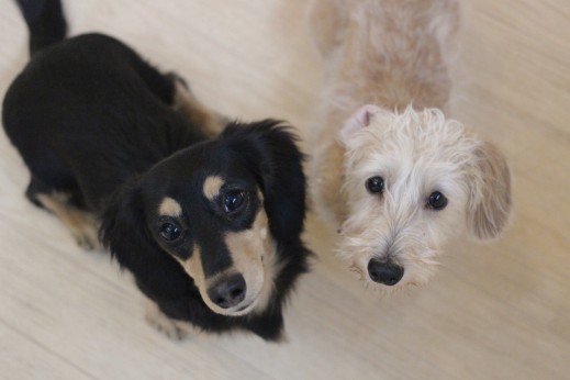 ワイヤーヘアードミニチュアダックスフンド　　犬の保育園　バウビー　しつけ　　トレーニング　犬同士の遊び　オスワリ　2頭　仲良し