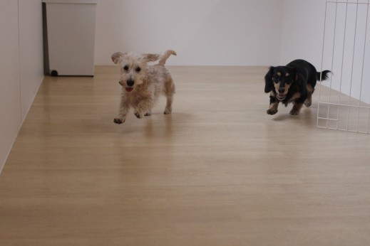 ワイヤーヘアードミニチュアダックスフンド　　犬の保育園　バウビー　しつけ　　トレーニング　犬同士の遊び