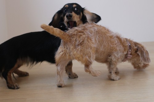 犬の遊び　口を使う