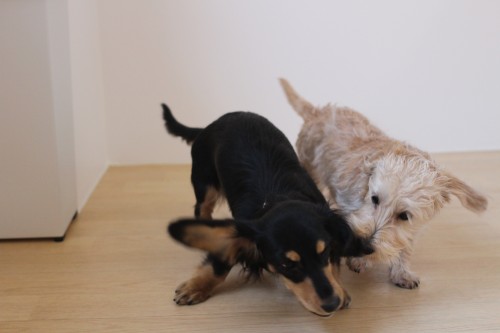 犬の遊び　プロレスごっこ