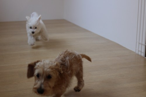 犬同士の遊び　追いかけっこ