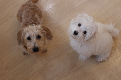犬の社会化　並んでオスワリ
