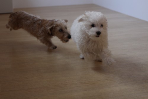 子犬同士の遊び　追いかけっこ　