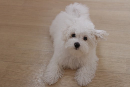 マルチーズ　トイプードル　MIX　マルプー　犬の保育園　バウビー　しつけ　トレーニング　フセ　パピー　3か月