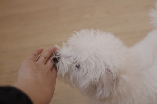 マルチーズ　トイプードル　MIX　マルプー　犬の保育園　バウビー　しつけ　トレーニング　ハンドターゲット　パピー　3か月