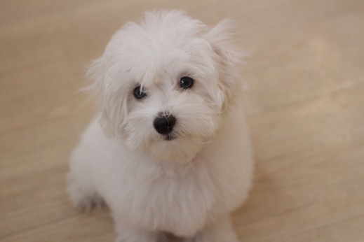 マルチーズ　トイプードル　MIX　マルプー　犬の保育園　バウビー　しつけ　トレーニング　オスワリ　パピー　3か月