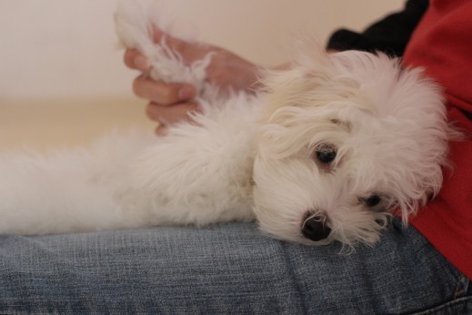 マルチーズ　トイプードル　MIX　マルプー　犬の保育園　バウビー　しつけ　トレーニング　リラックスポジション　