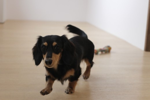 ミニチュアダックスフンド　犬の保育園　バウビー　しつけ　トレーニング　おもちゃ遊び