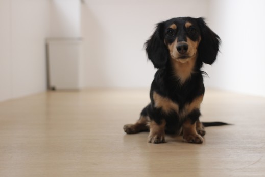 ミニチュアダックスフンド　犬の保育園　バウビー　しつけ　トレーニング　オスワリ　マテ　