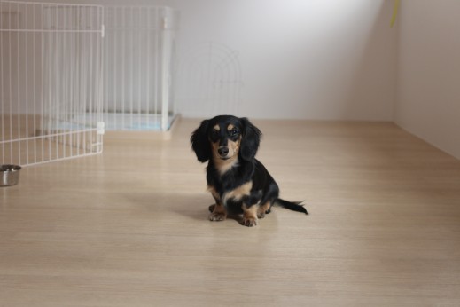 ミニチュアダックスフンド　犬の保育園　バウビー　しつけ　トレーニング　マテの練習　オスワリ