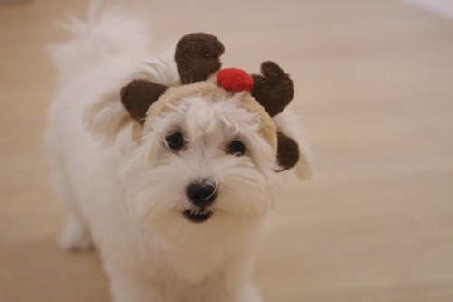 マルプー　犬に服を着せてクリスマス