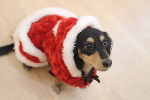 ミニチュアダックス　イベント　犬の写真撮影