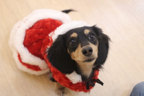 ミニチュアダックスフンド　犬に服を着せる