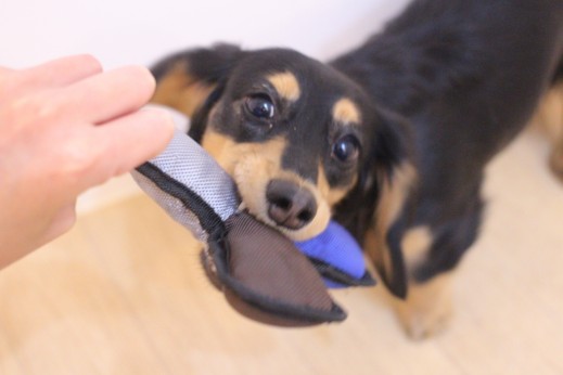 ミニチュアダックスフンド　犬の保育園　バウビー　しつけ　トレーニング　おもちゃ遊び　8ヶ月　