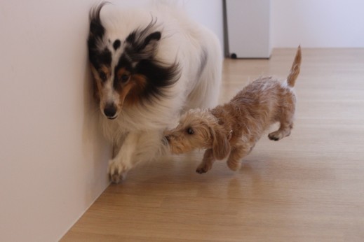 ワイヤーヘアードミニチュアダックスフンド　犬の保育園　バウビー　しつけ　　トレーニング　シェルティー　2頭　犬同士の遊び
