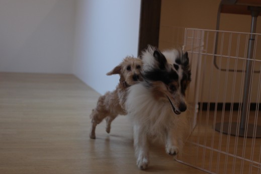 ワイヤーヘアードミニチュアダックスフンド　犬の保育園　バウビー　しつけ　トレーニング　シェルティー　2頭　犬同士の遊び　パピー
