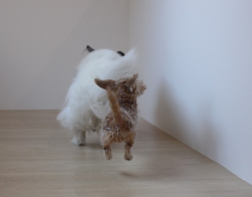 ワイヤーヘアードミニチュアダックスフンド　犬の保育園　バウビー　しつけ　　トレーニング　　シェルティー　2頭　ジャンプ