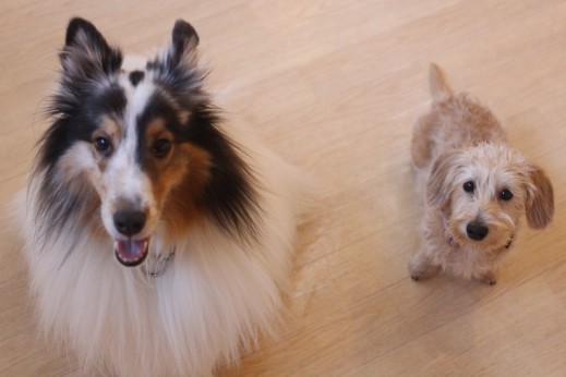 ワイヤーヘアードミニチュアダックスフンド　犬の保育園　バウビー　しつけ　トレーニング　　シェルティー　2頭　オスワリ