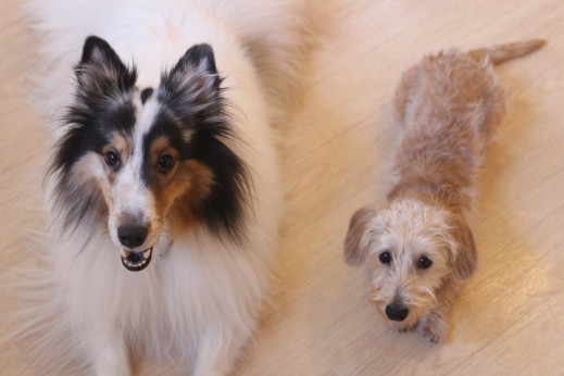 ワイヤーヘアードミニチュアダックスフンド　犬の保育園　バウビー　しつけ　トレーニング　　シェルティー　フセ　2頭