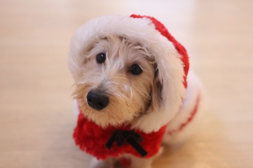 ワイヤーヘアードミニチュアダックスフンド　犬に服を着せる