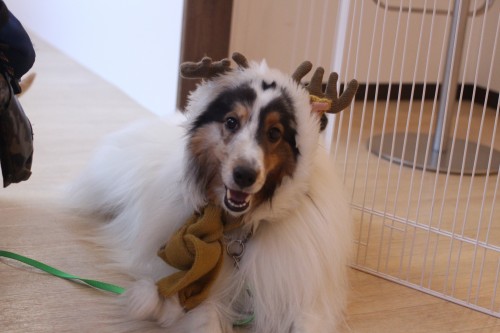シェルティー　フセ　犬に服を着せる