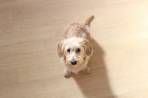 ワイヤーヘアードミニチュアダックスフンド　犬の保育園　バウビー　しつけ　　トレーニング　オスワリ