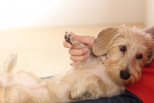 ワイヤーヘアードミニチュアダックスフンド　犬の保育園　バウビー　しつけ　トレーニング　リラックスポジション　足先　