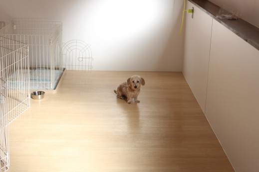 ワイヤーヘアードミニチュアダックスフンド　犬の保育園　バウビー　しつけ　トレーニング　マテの練習