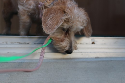 ワイヤーヘアードミニチュアダックスフンド　犬の保育園　バウビー　しつけ　　トレーニング　段差慣れ　首輪　リード