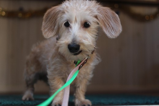 ワイヤーヘアードミニチュアダックスフンド　犬の保育園　バウビー　しつけ　トレーニング　段差慣れ　首輪　リード