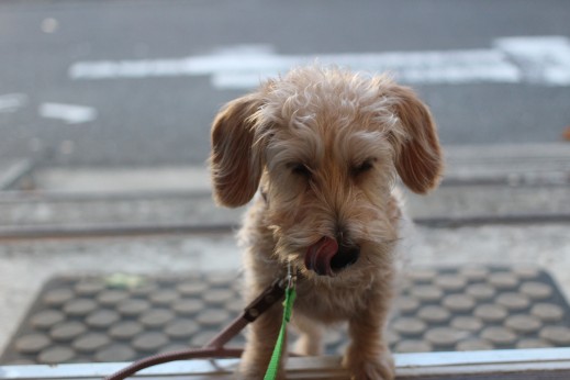 ワイヤーヘアードミニチュアダックスフンド　犬の保育園　バウビー　しつけ　　トレーニング　段差慣れ　首輪　リード