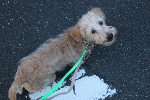 ワイヤーヘアードミニチュアダックスフンド　犬の保育園　バウビー　しつけ　トレーニング　お散歩　環境慣れ　首輪　リード
