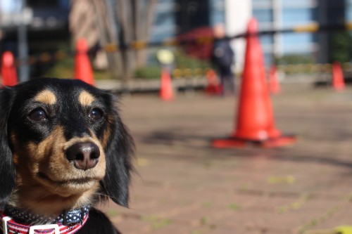 犬の社会化　音と環境に慣らす