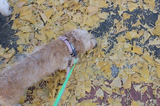 犬の保育園　ばうびー　しつけ　トレーニング　ワイヤーヘアードミニチュアダックスフンド　お散歩　外　社会化