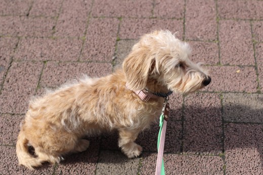 犬の保育園　ばうびー　しつけ　トレーニング　ワイヤーヘアードミニチュアダックスフンド　お散歩　社会化　リード