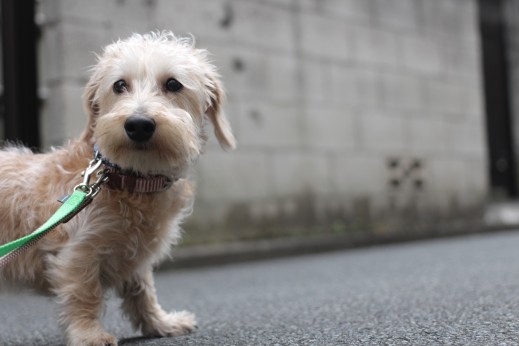 犬の保育園　ばうびー　しつけ　トレーニング　ワイヤーヘアードミニチュアダックスフンド　お外　社会化　リード