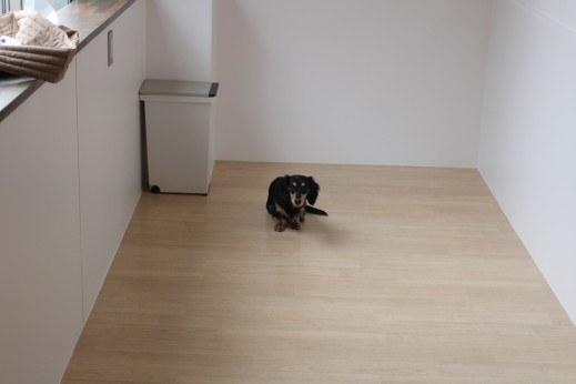 ミニチュアダックスフンド　犬の保育園　ばうびー　しつけ　トレーニング　マテ