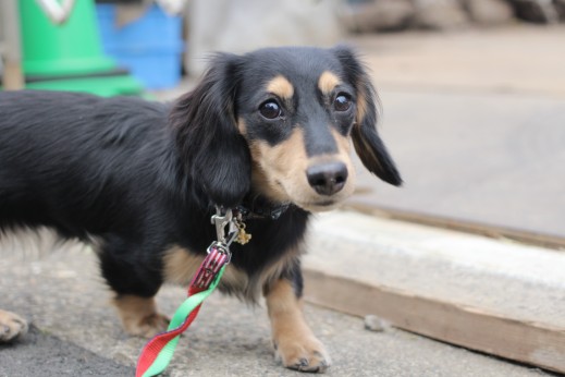 犬の保育園　ばうびー　しつけ　トレーニング　ミニチュアダックスフンド　　お散歩　社会化