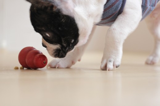 犬の保育園　ばうびー　しつけ　トレーニング　フレンチブルドッグ　新入生　コング　知育トイ　おもちゃ