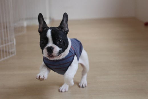 犬の保育園　ばうびー　しつけ　トレーニング　フレンチブルドッグ　新入生　パピー