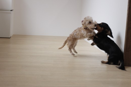 ワイヤーヘアードミニチュアダックスフンド　犬の保育園　ばうびー　しつけ　トレーニング　遊び　2頭