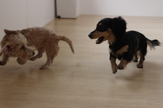 ワイヤーヘアードミニチュアダックスフンド　犬の保育園　ばうびー　しつけ　トレーニング　遊び　2頭
