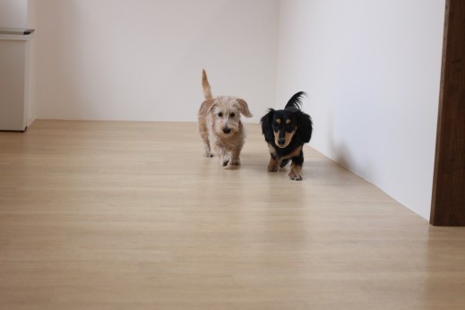 ワイヤーヘアードミニチュアダックスフンド　犬の保育園　ばうびー　しつけ　トレーニング　2頭　遊び　仲良し
