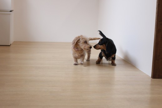ワイヤーヘアードミニチュアダックスフンド　犬の保育園　ばうびー　しつけ　トレーニング　2頭　遊び　仲良し