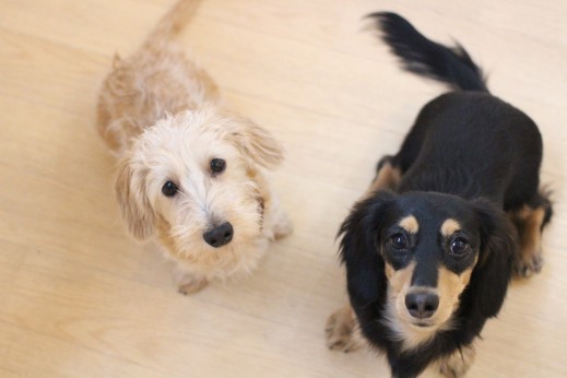 犬の保育園　ばうびー　しつけ　トレーニング　ワイヤーヘアードミニチュアダックスフンド　オスワリ