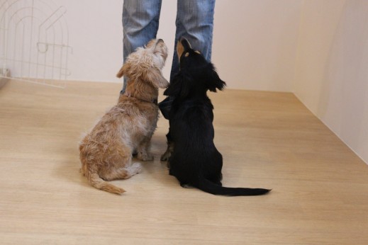 ワイヤーヘアードミニチュアダックスフンド　犬の保育園　ばうびー　しつけ　トレーニング　オスワリ　2頭　仲良し